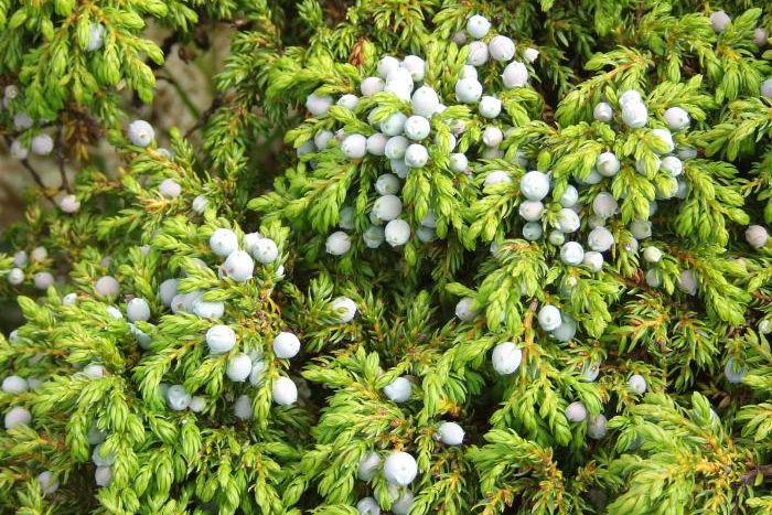 © Fernando Pereira & Paulo Borges. Azoresbioportal.uac.pt