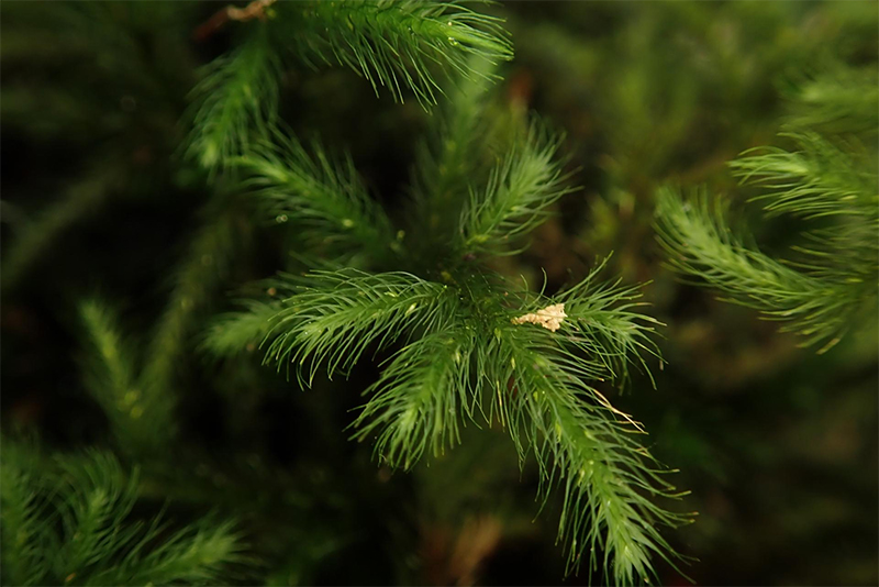 © Paulo A. V. Borges